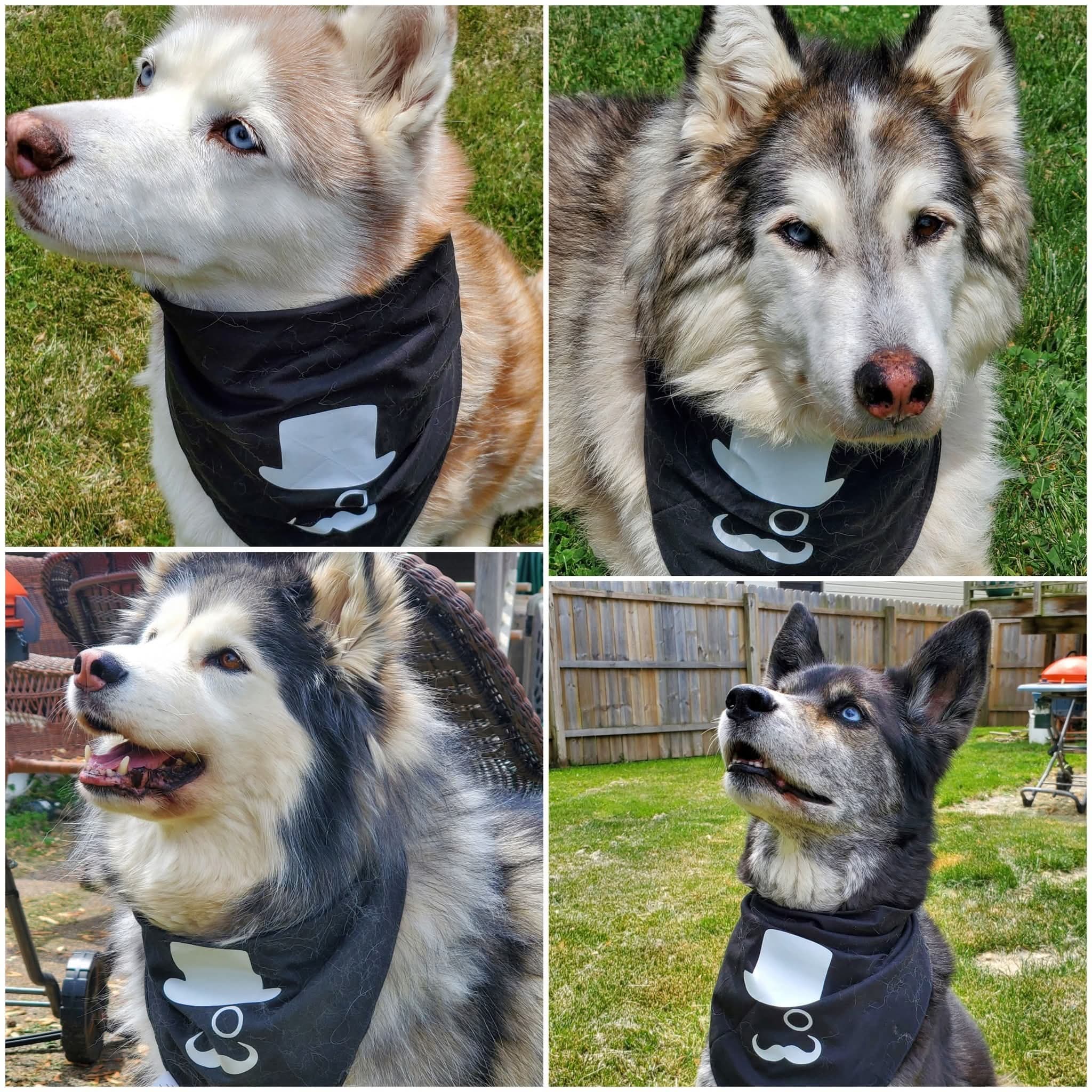 The Wolfpack — the owner's rescue huskies in Mr. CBD Chicago bandanas