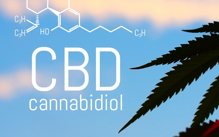 What Is the Endocannabinoid System?