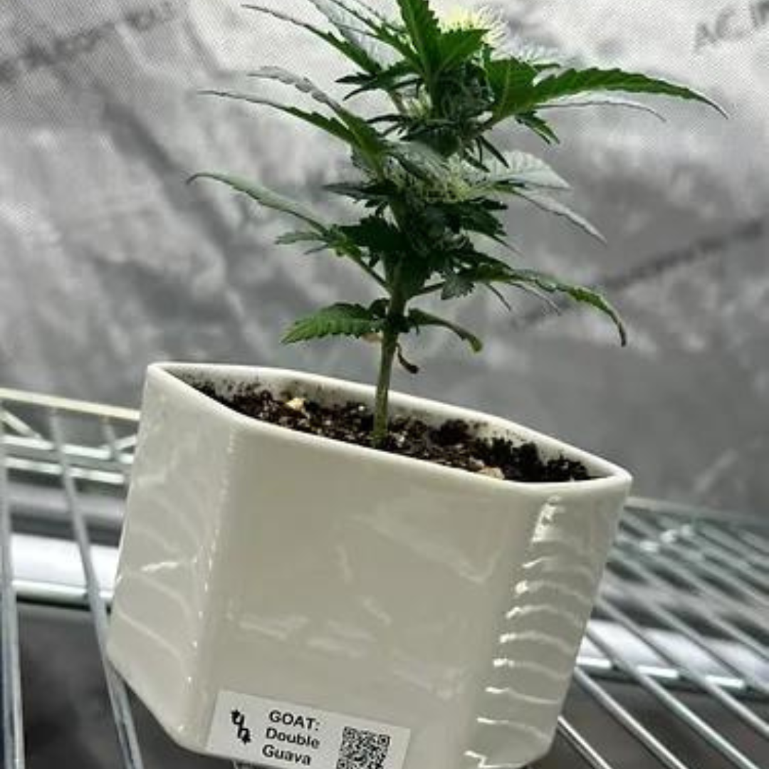 HouseHemp Nano